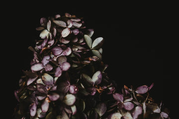 Purple And Green Leaves Against Black Backdrop IBD-24322